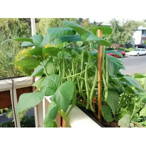 All Times - All Seasons (Baramasi) Bean Seeds 1 Pocket For Garden and Balcony -Beans Seed (啶膏た啶 啶氞啶ぞ啶膏)
