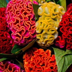 Asian Cockscomb Seeds 20 Plus Cockscomb Mixed Flower Seeds