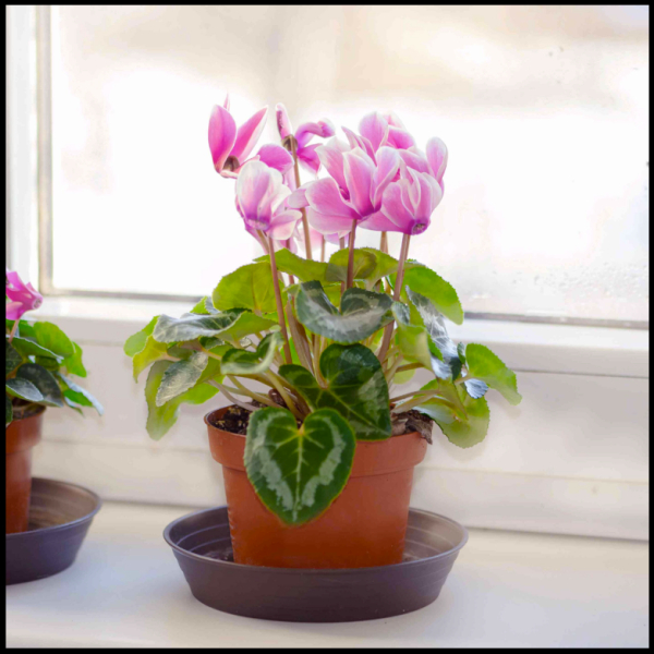 Asian Rare Pink Cyclamen Flower Seeds 5 Plus Seeds - Image 2