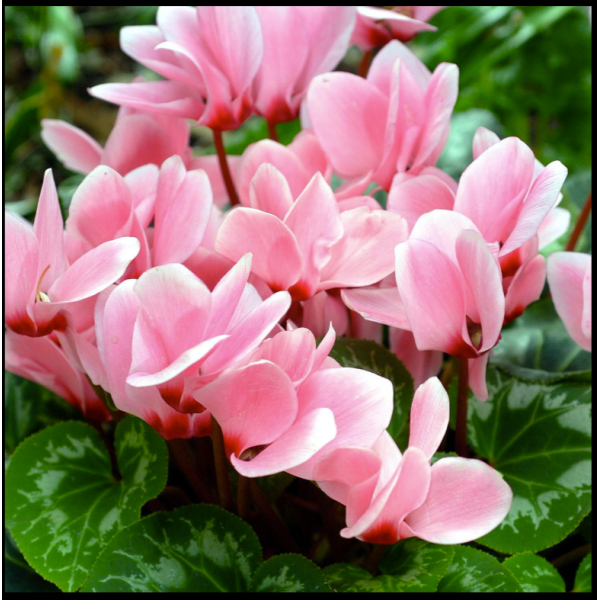 Asian Rare Pink Cyclamen Flower Seeds 5 Plus Seeds - Image 3