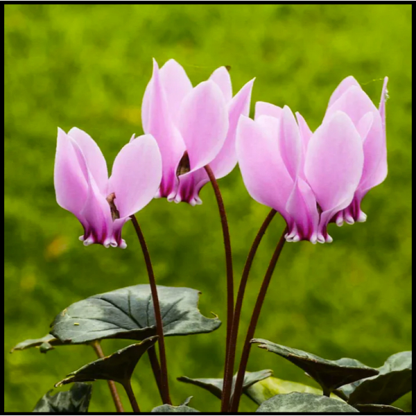 Asian Rare Pink Cyclamen Flower Seeds 5 Plus Seeds - Image 4