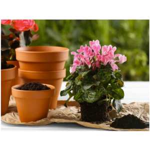 Asian Rare Pink Cyclamen Flower Seeds 5 Plus Seeds