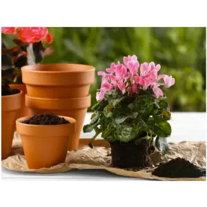 Asian Rare Pink Cyclamen Flower Seeds 5 Plus Seeds