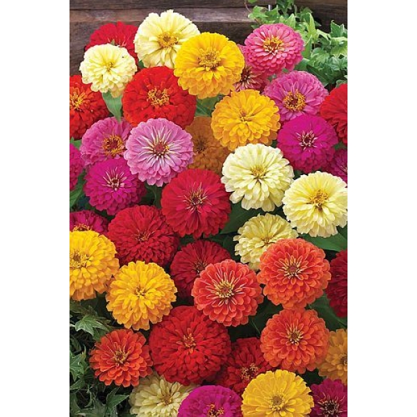 Asian Zinnia F1 Elegans Hybrid For Balcony And Garden 20 Mixed Seeds (Best Feb - June) - All Time All Seasons - Image 2