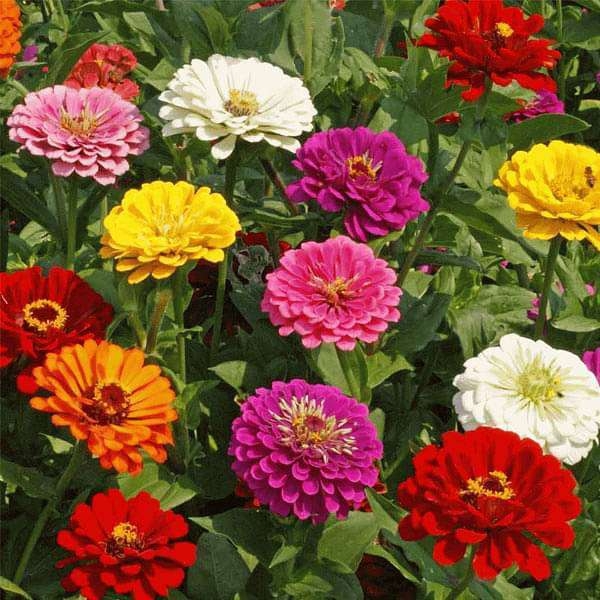 Asian Zinnia F1 Elegans Hybrid For Balcony And Garden 20 Mixed Seeds (Best Feb - June) - All Time All Seasons - Image 3
