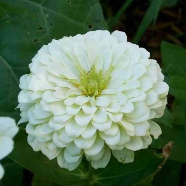 Asian Zinnia F1 Elegans Hybrid For Balcony And Garden 20 Mixed Seeds (Best Feb - June) - All Time All Seasons - Image 4