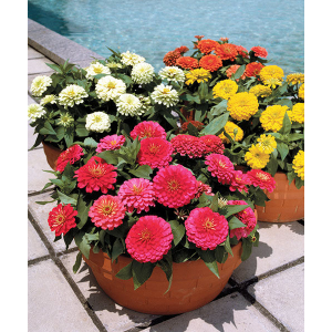 Asian Zinnia F1 Elegans Hybrid For Balcony And Garden 20 Mixed Seeds (Best Feb - June) - All Time All Seasons