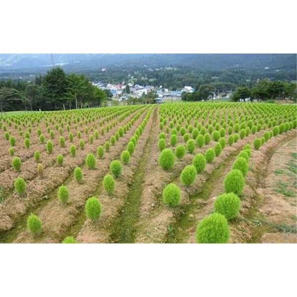 Kochia Scoparia Organic Hybrid Flower seeds For Your Home & Gardening. 20+ seed - Image 3