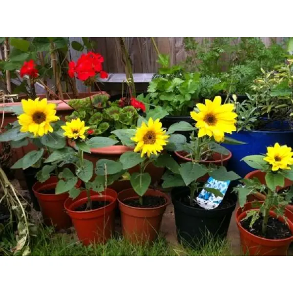 Minature Sunflower 20 Seeds For Garden And Balcony. - Seeds - Image 4