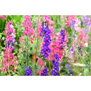 Larkspur Flower Seeds Mixed 20 Plus Seeds