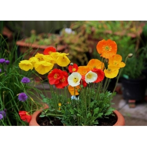 Californian poppy Monarch Art Shades - 20 mixed seed For Garden and Balcony - Summer and Spring