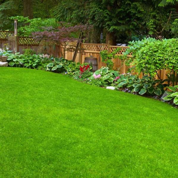 GRASS Seed - 1 Packet MEXICANE CARPET LAWN GRASS Omaxe Seeds By Savyata Stores For Kitchen Garden - Image 3