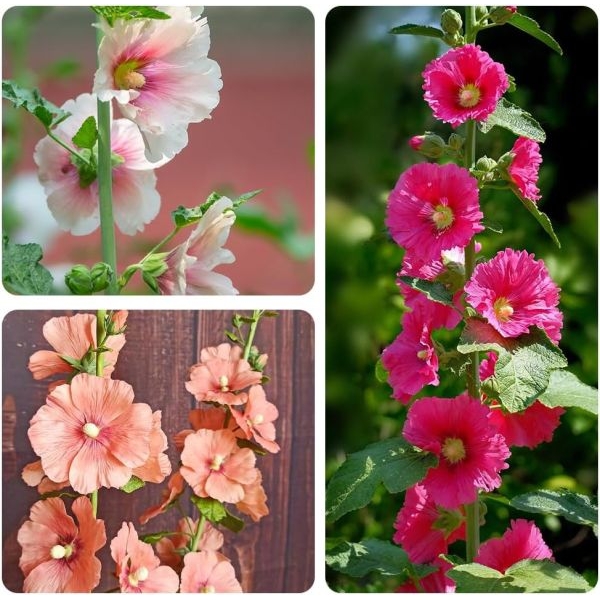 20 Loose Paxked Omaxe Hollyhock Mixed Flower Seeds Kitchen Garden Packet - Image 3