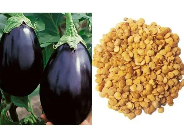 Vegetable Seeds - 1 Packet Brinjal Seeds Chhoti Ram