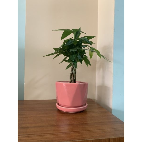 5 Inch Cute Ceramic Pot For succulents - Image 2