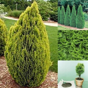 1 Packet Seeds Of Mayurpankhi Dhupi | मयूरपंखी धुपी (Platycladus orientalis)