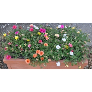 Portulaca Flower Seeds - Double Mix 20 Seeds - Color Mix - Annual Flower For Balcony And Gardening (Any Time All Seasons)