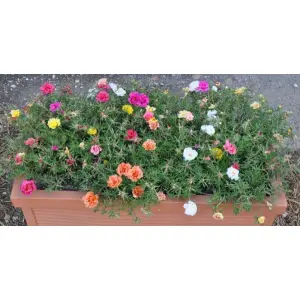Portulaca Flower Seeds - Double Mix 20 Seeds - Color Mix - Annual Flower For Balcony And Gardening (Any Time All Seasons)