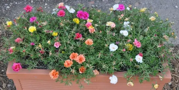 Portulaca Flower Seeds - Double Mix 20 Seeds - Color Mix - Annual Flower For Balcony And Gardening (Any Time All Seasons)