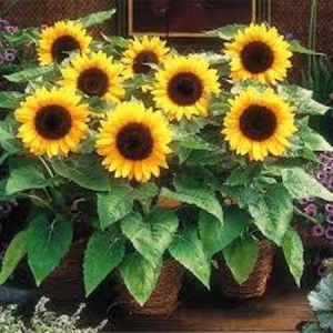 20 Sunflower Seeds Helianthus Ornamental Garden And Balcony Flowers