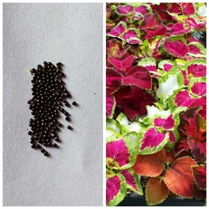 Coleus Rainbow Mixed Flower Seeds For Balcony And Garden (Fresh Seeds)- 100 Plus Seeds