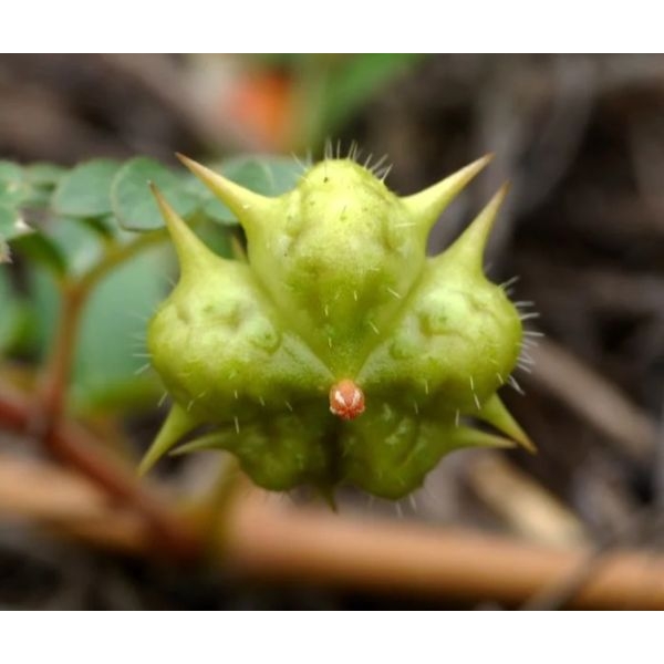 Gokhru / Tribulus Terrestris 200 gm - Image 2