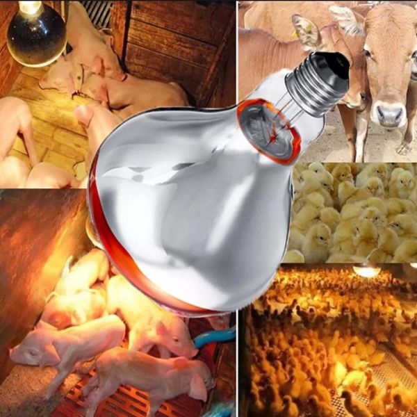 Infrared Red/Warm Color Infrared Bulb 200 Watts For Brooding And Therapy - Image 3