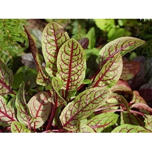 20+ Loose Packed Excellent Quality Seed Of RED VEIN SORREL HERB SEEDS, Can Grow All Over Nepal