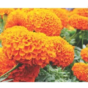 1 Packet Orange Marigold Flower Seeds