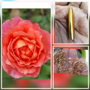 5 Seeds Of Sabhu Pink Rose Seeds With Golden Bu. Packing - Seeds |