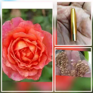 5 Seeds Of Sabhu Pink Rose Seeds With Golden Bu. Packing - Seeds |