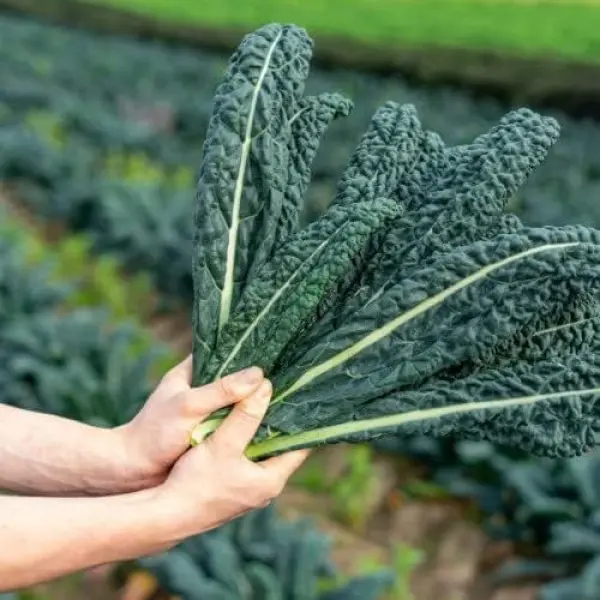 Vegetable Seed - 1 Packet KALE CAVOLO NERO Omaxe Seeds By Savyata Stores For Kitchen Garden - Image 3