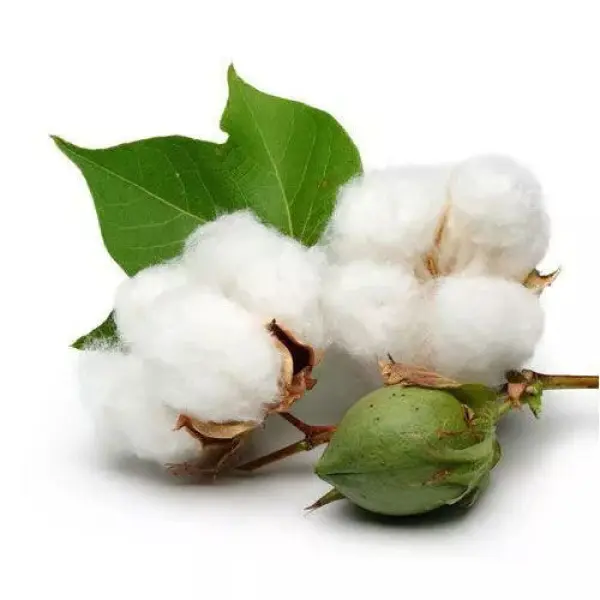 Cotton Seeds / Paruthi Seeds 30 Pcs For Home Garden, Rooftop - Image 2