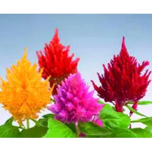 20+ Loose Packed Celosia Plumosa Mix flower seeds - Excellent Quality Selected Flower Seeds