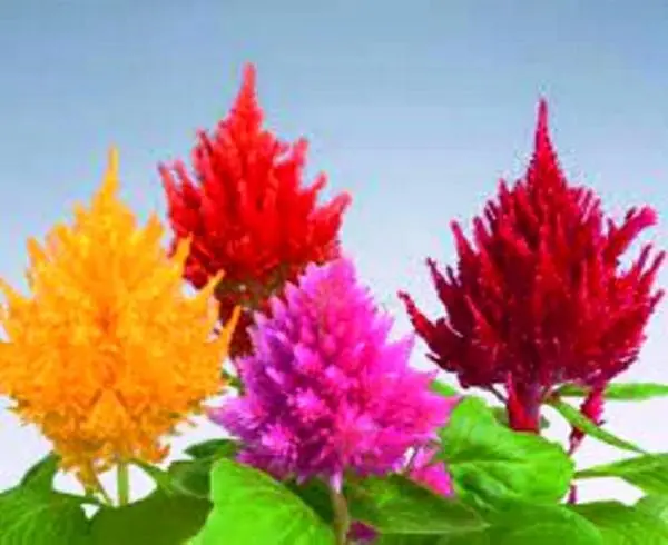 20+ Loose Packed Celosia Plumosa Mix flower seeds - Excellent Quality Selected Flower Seeds