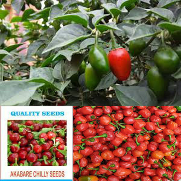 Akabare Khursani Seeds- 20 Plus Seeds For Balcony And Garden - Image 4