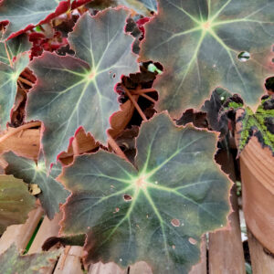 begonia black velvet plant