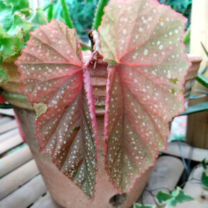 begonia polka dot plant