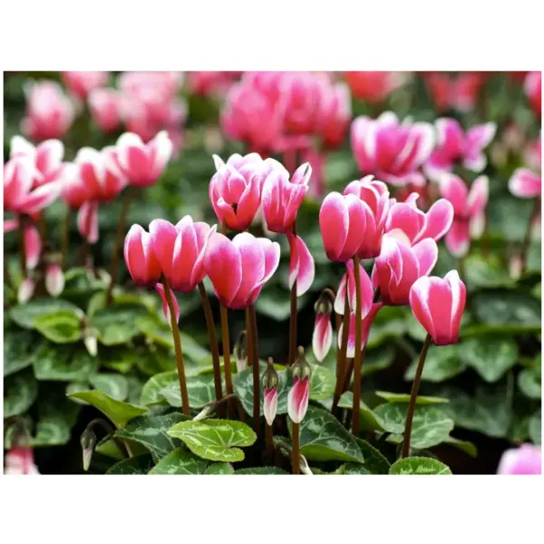 rare Dark Pink Cyclamen Mix Flower Seeds, 5+ In count - Image 4
