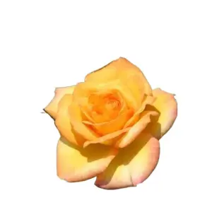 5 Seeds Of Gold Medal Rose Seeds with Golden Bu. Packing