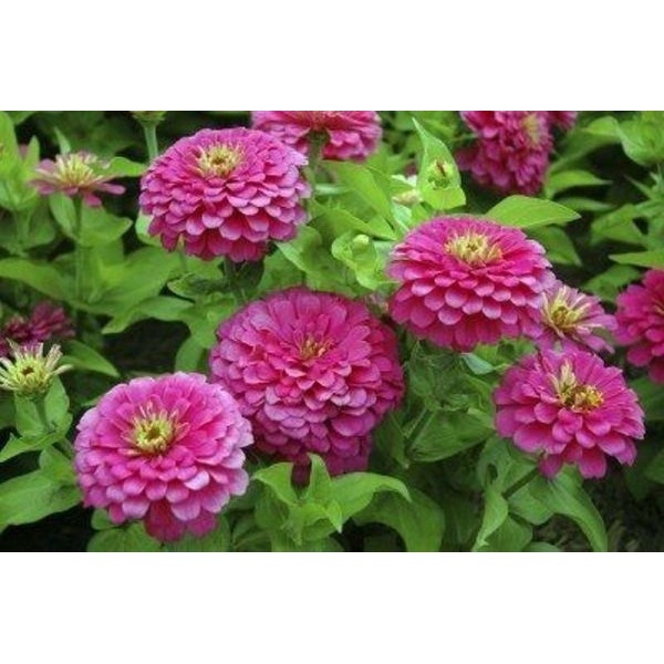 Bio carve Zinnia Elegans Purple- Pack Of 20 Seeds For Garden And Balcony (Easy To Grow) - Image 2