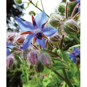Borage Mixed 20 Seeds Bio Organic - Heirloom Herb Variety For Garden and Balcony - Kitchen Garden