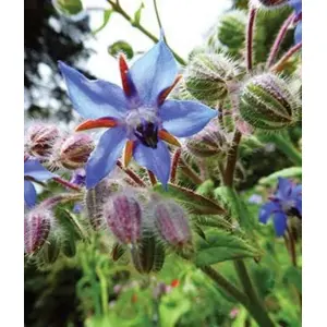 Borage Mixed 20 Seeds Bio Organic - Heirloom Herb Variety For Garden and Balcony - Kitchen Garden