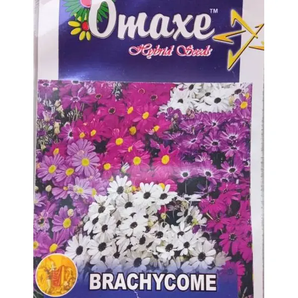 Brachycome Mix Flower Seeds 100 Plus Seeds - Image 2
