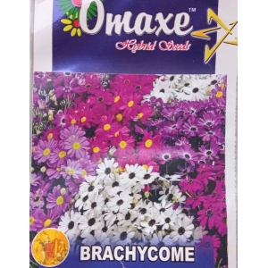 Brachycome Mix Flower Seeds 100 Plus Seeds