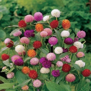 1 Packet Gomphrena Flower Seeds for Home and Balcony Gardening