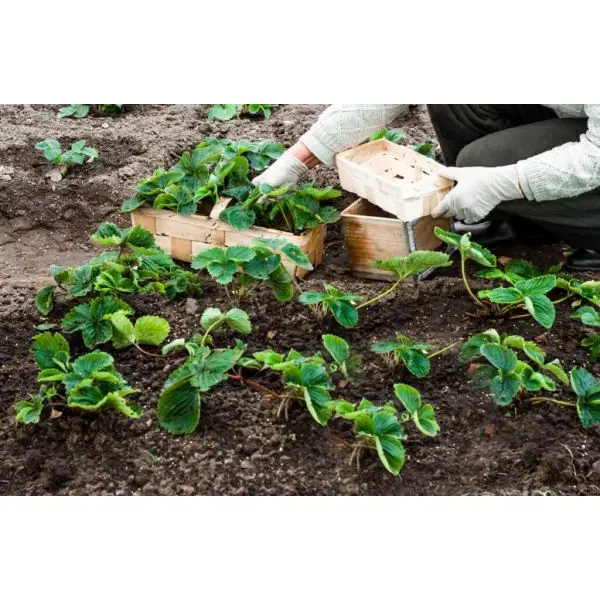 20+ Loose packed Chandler Strawberries Seed - Image 3