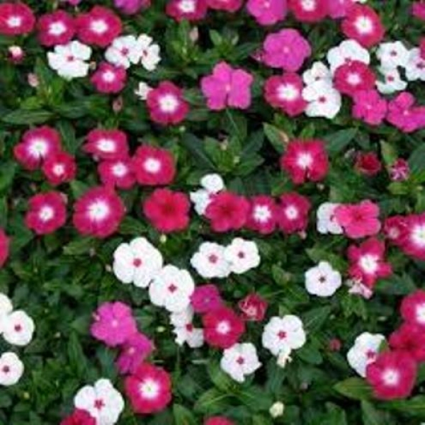 Baramase - All-Time Flower Antier Vinca Mixed Flower 30 Seeds For Garden And Balcony - Image 3
