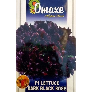 Dark Black Rose F1 Lettuce Seeds – (25 seeds) Loose Packed