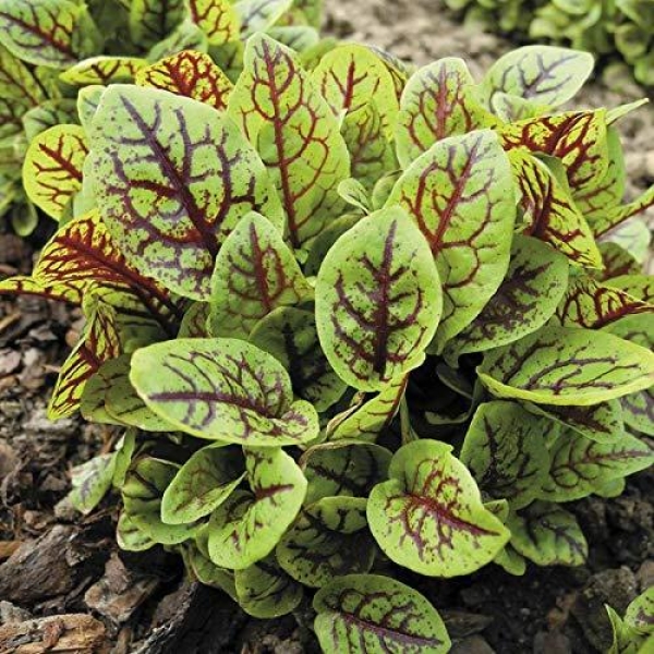 20+ Loose Packed Excellent Quality Seed Of RED VEIN SORREL HERB SEEDS, Can Grow All Over Nepal - Image 3